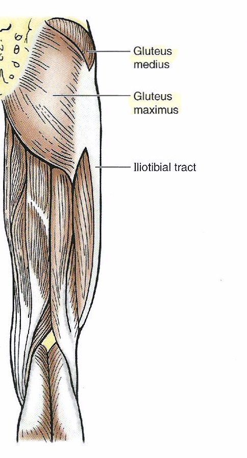 Major muscles that shape the buttocks
