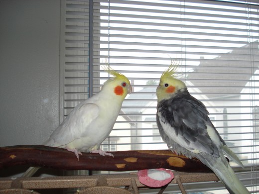 Cockatiels Pablo (left) and Lola (right)
