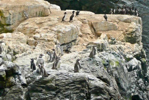 The penguins themselves