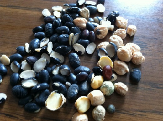 An assortment of black beans and garbanzo beans that did not make the cut