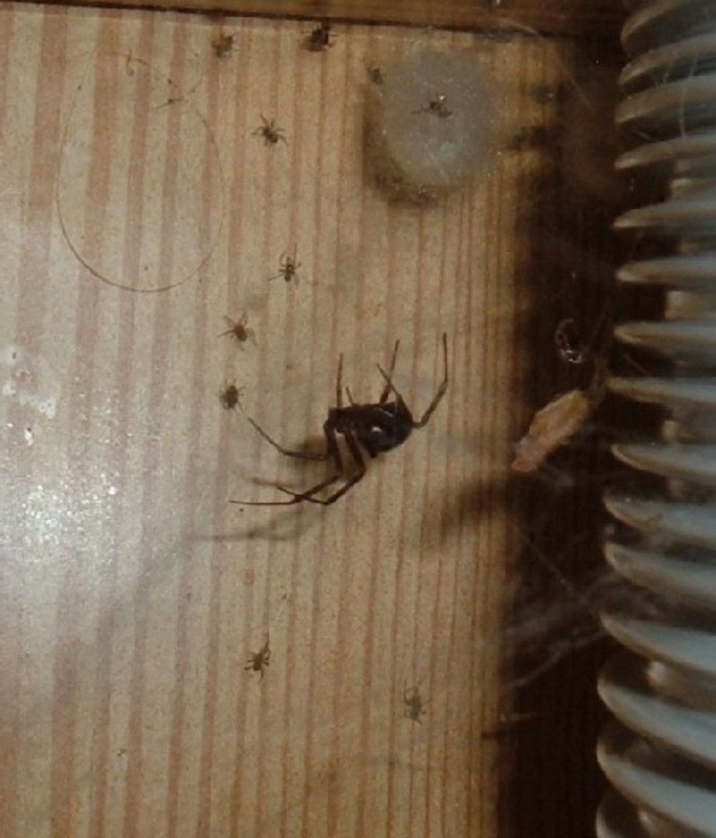 Female False Black Widow with babies. Photo by Steve Andrews