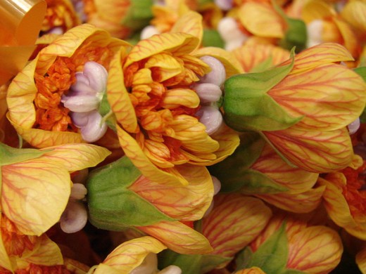 Abutilon pictum (flower lei). Location: Maui, Foodland Pukalani
