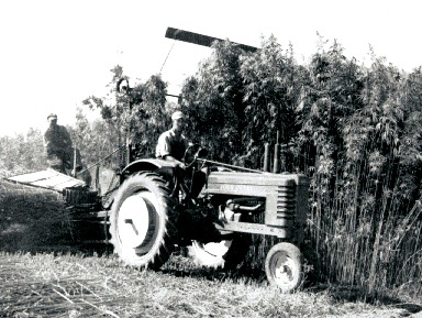 A hemp harvester near Waupun, Wisconsin circa 1942