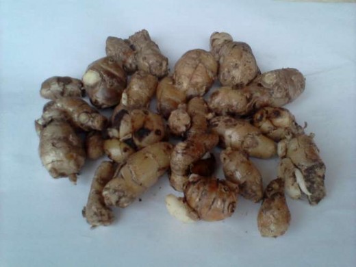 Kencur (lesser galangal)