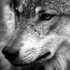 wolfshadow profile image