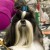 Shih Tzu Shih Tzu