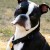 Boston Terrier Boston Terrier