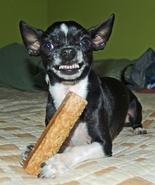 Dog showing food agression
