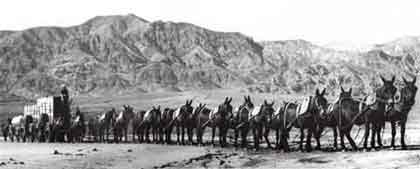 20 Mule Team rig moving borax in Death Valley. Late 1800s.