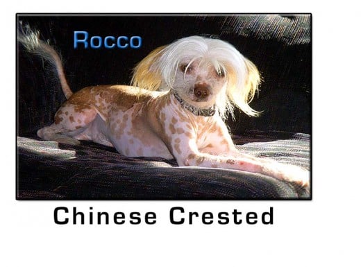 Chinese Crested Small Dog Breed