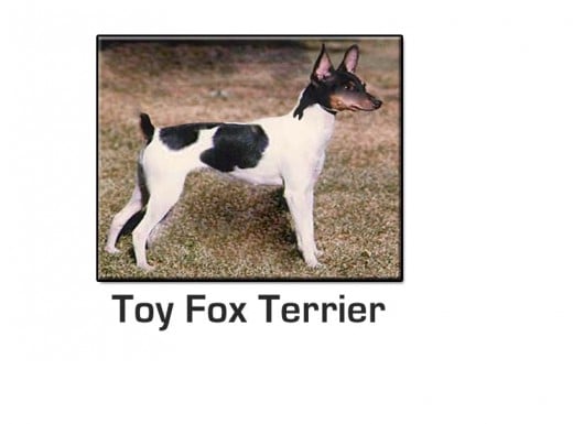Toy Fox Terrier Small Dog Breed
