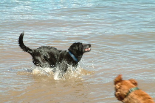 Active dogs are happy healthy dogs!