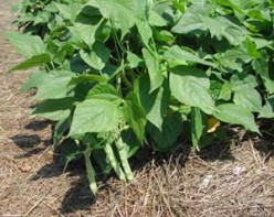 Growing Tips for Green Snap Beans