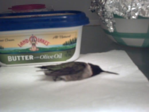 What's so unusual about a dead bird in the freezer next to the ice-cream? 