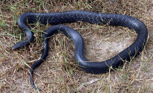 blue indigo snake biggest