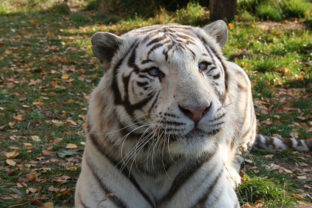 white-bengal-tigers-a-harmful-genetic-mutation-hubpages