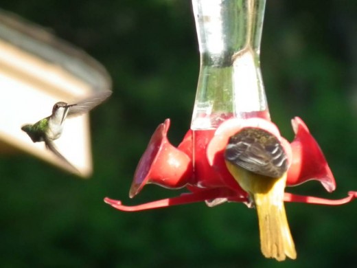 Hummingbird and Oriole at Feeder