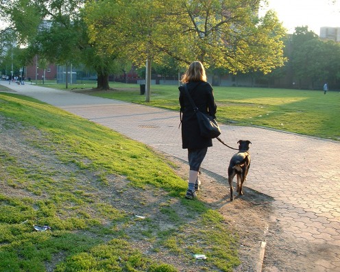 Dog on a leash.