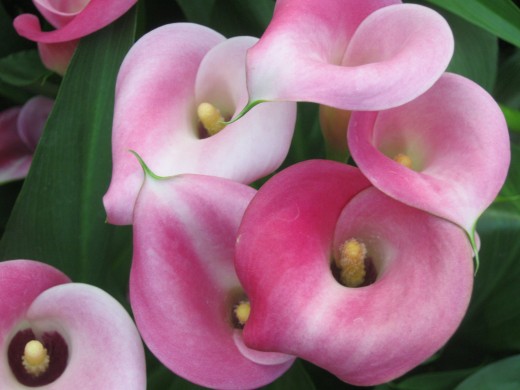 A close up picture of the Calla Lilies, so beautiful!