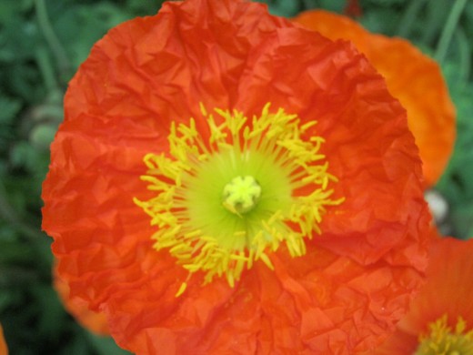 Extreme close-up of a Poppy!