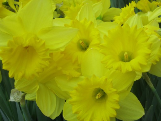 Some of the amazingly pretty Daffodils!