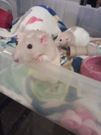 They seem happy enough. Perhaps they know something I don't.
