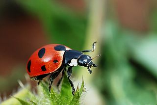 A Ladybird in focus