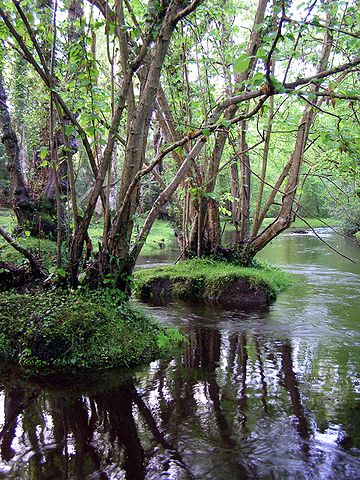Fawley Ford, New Forest, Britain. Ladybirds live here and perhaps there is one in this photo. Alas, the focus is not on it.