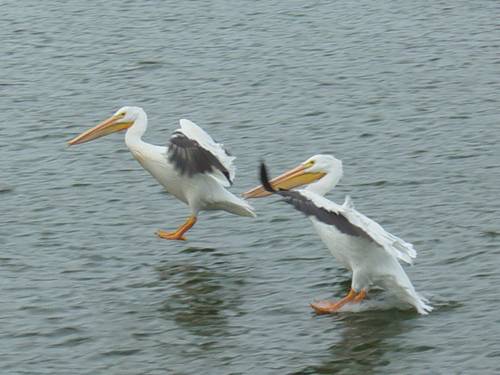 Pelicans Scavenging For Left Overs!