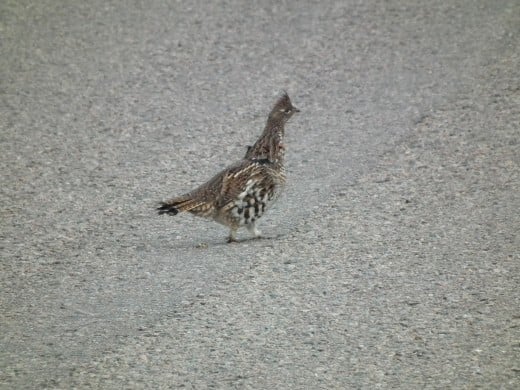 Why Did the Grouse Cross the Road?