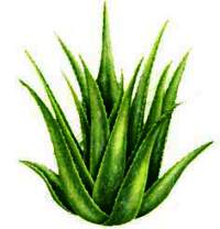 Aloe vela is great mask for skin in order to achieve a glowing skin.