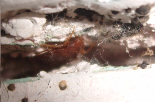Bedbug Hiding in a Tiny Crack