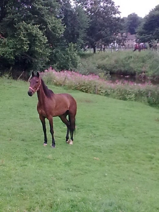 Lonely pony.