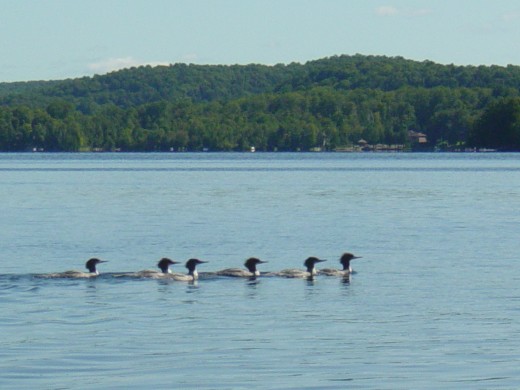 Grebes on Eagle Lake