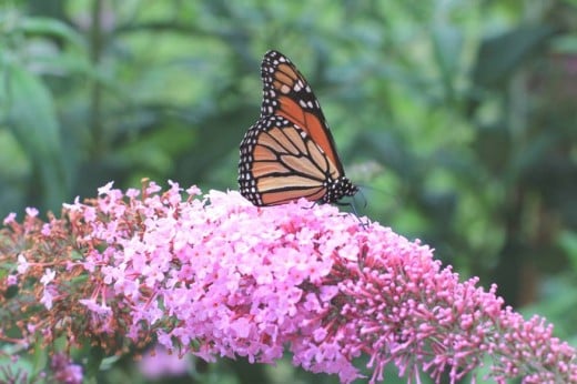 Monarch Butterfly on a Butterfly Bush