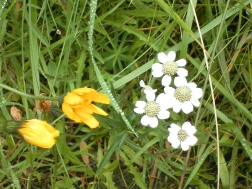 Smooth Hawksbeard and Sneezewort
