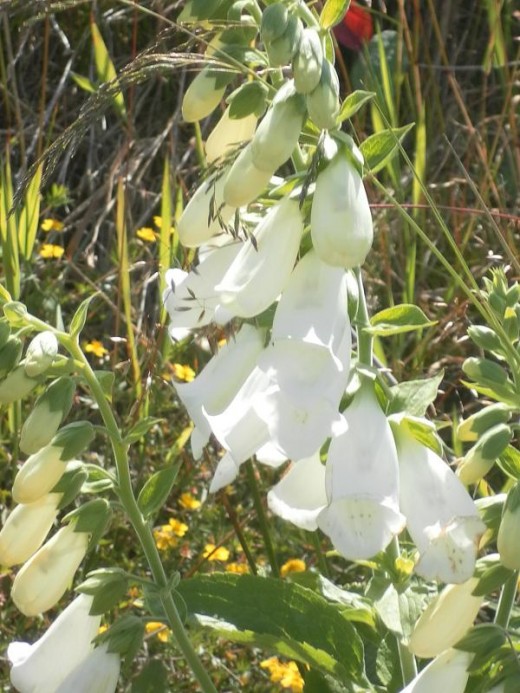 White Foxglove