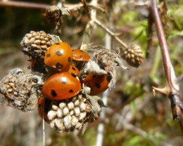 As a child it seems I always so ladybirds around in the summer. These days it's rare.Are they dwindling or is my memory fading.?