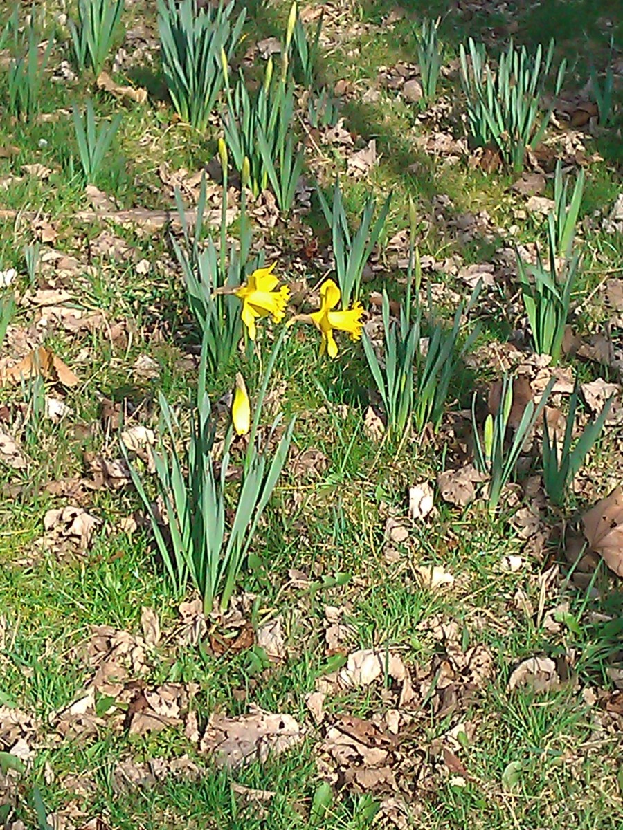 Spring Daffodils in the Park