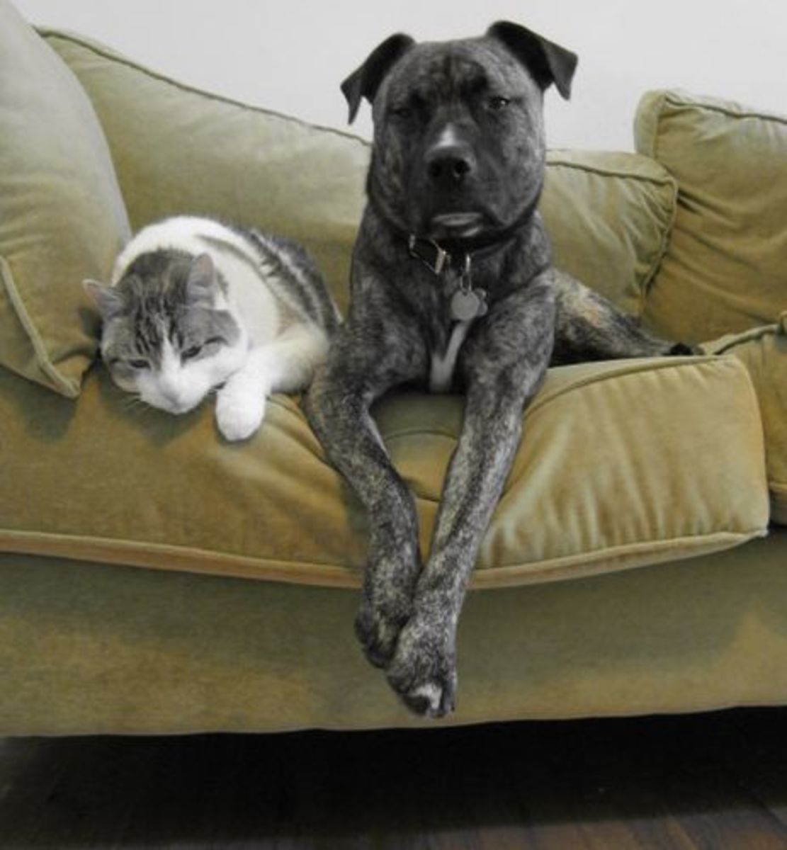 Dogs and Cats can Coexist