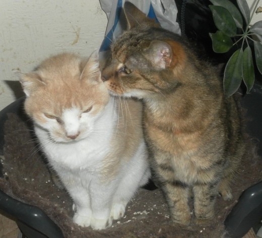 A Friendly Touch