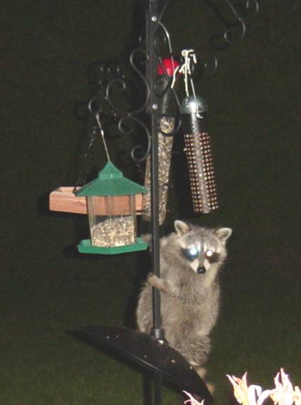 Raccoon at Night