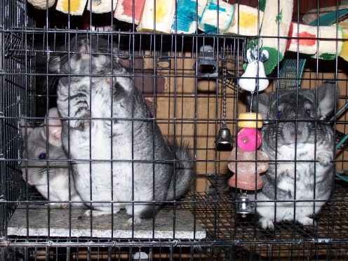 Begging for raisins, from left: Belle, Figgie and Mistletoe