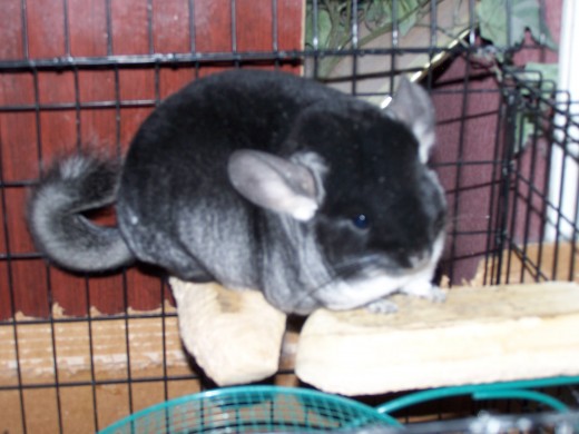 Figgie doing one of her favorite balancing acts between two wooden ledges. The ledges are available in most pet stores. They are wonderful for perching and chewing.