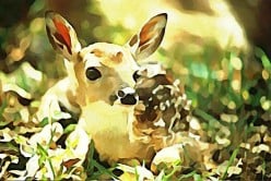 Poetry ~ The Hour-Old Fawn