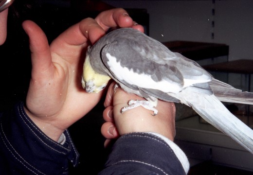 Spending Time with a Tame Cockatiel