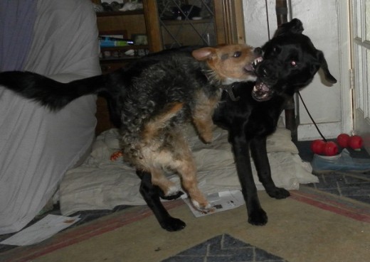 Bob and Bruno Enjoy a Game and I Laugh at Their Antics