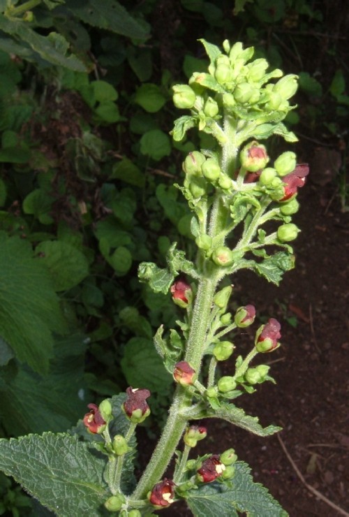Common Figwort (Scrophularia nodosa). Photo by Steve Andrews