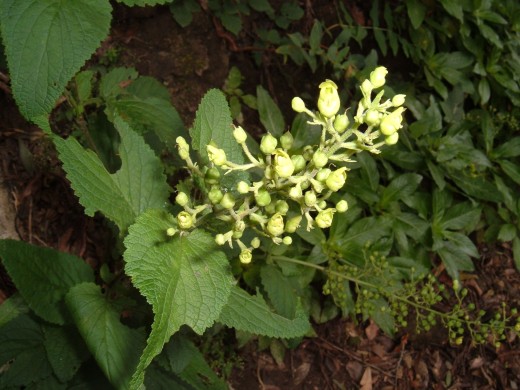 Scrophularia smithii Photo by Steve Andrews