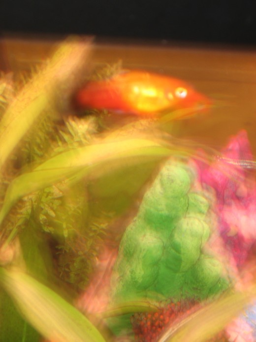 In the foreground is a member of the platy group of tropical fish called a sunset platy. Sunset platy's and other related species, are good fish to start off with in any new aquarium. The reason being is that they are very hardy.